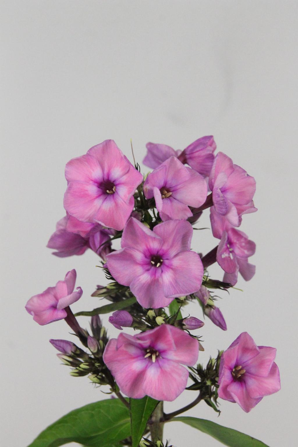PHLOX PINK EYES 60CM