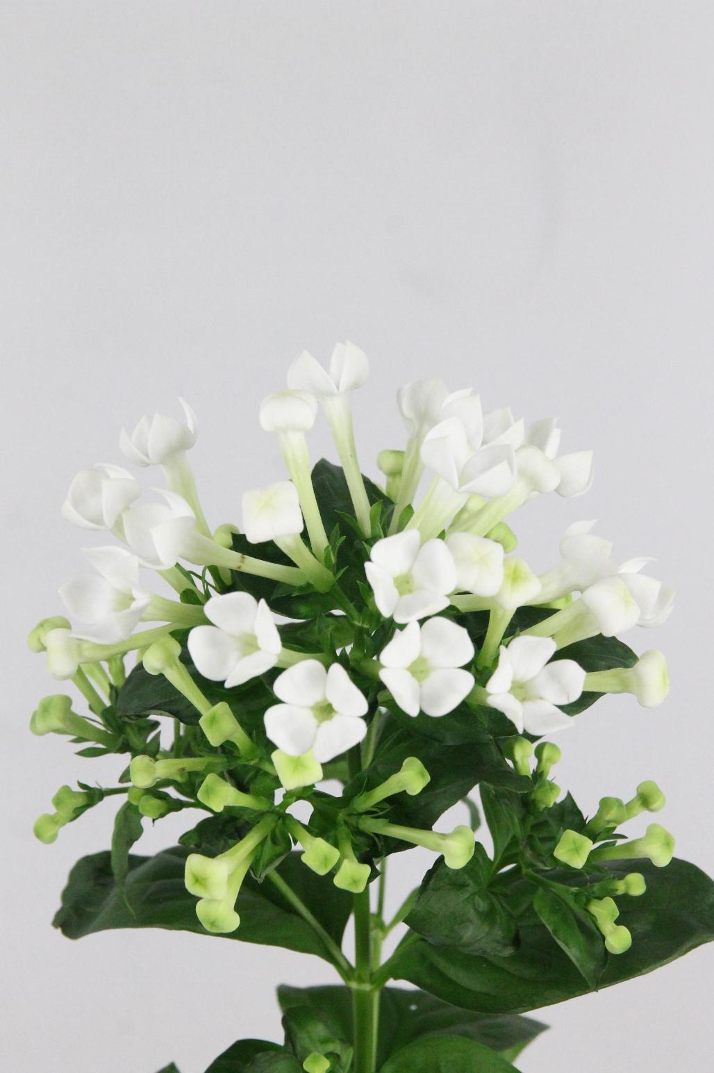 BOUVARDIA WHITE SENSATION 40CM