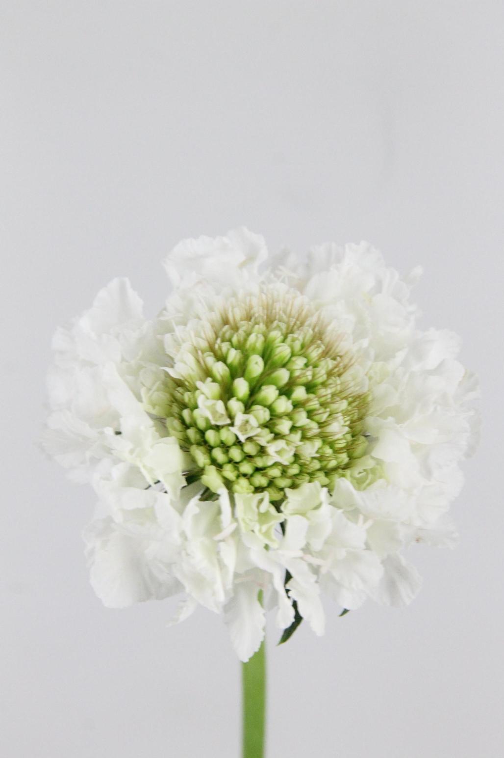 SCABIEUSE FOCAL SCOOP WHITE 65CM