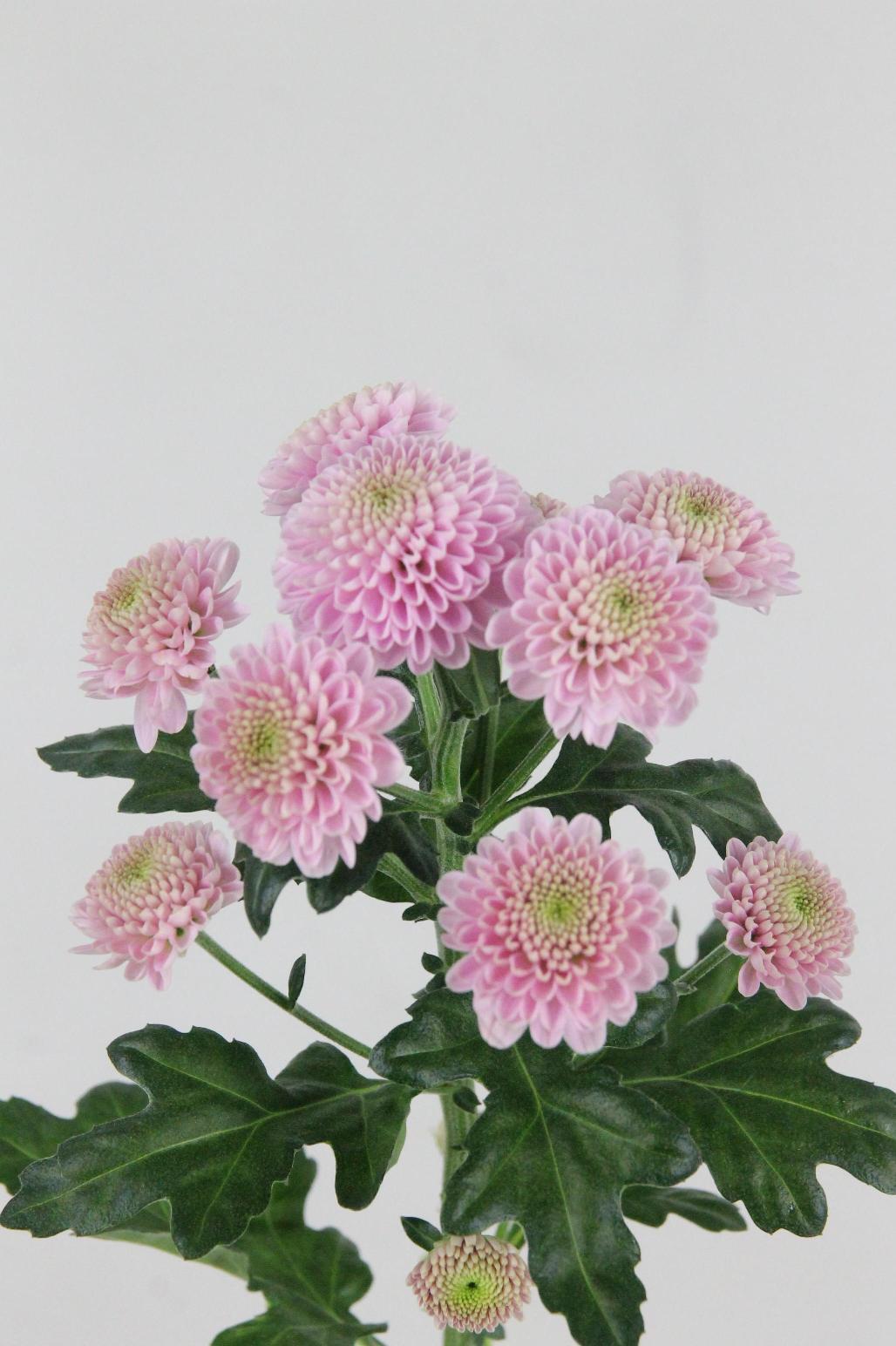 CHRYS. SANTINI ELLISON SWEET 55CM