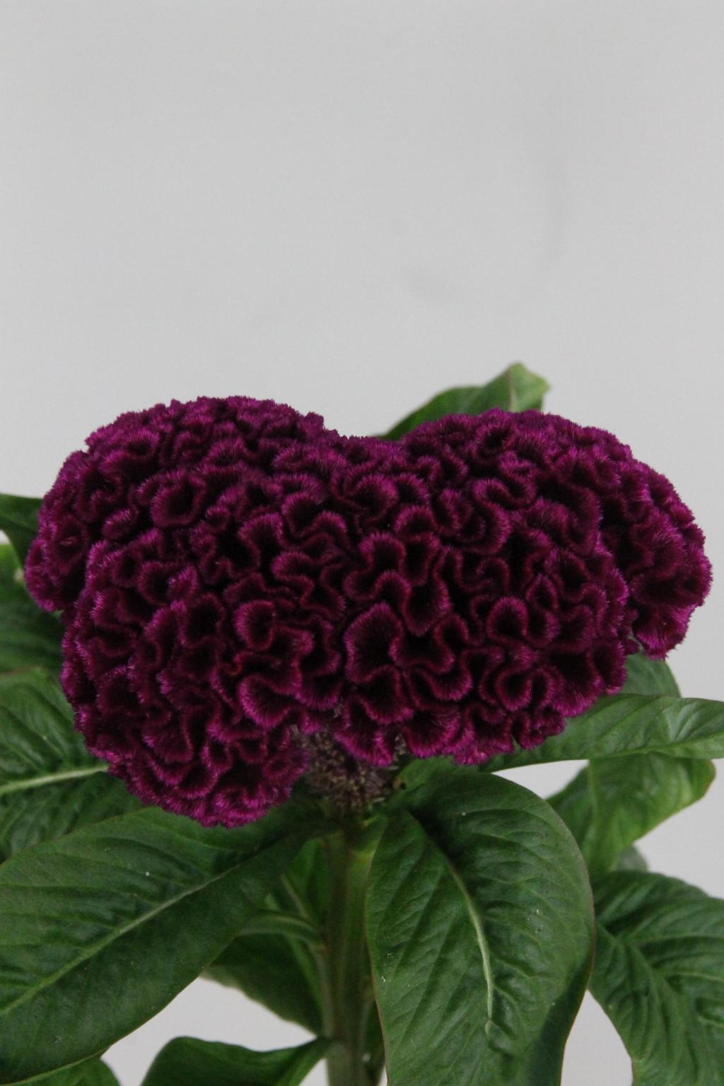 CELOSIE MYSTIC 75CM