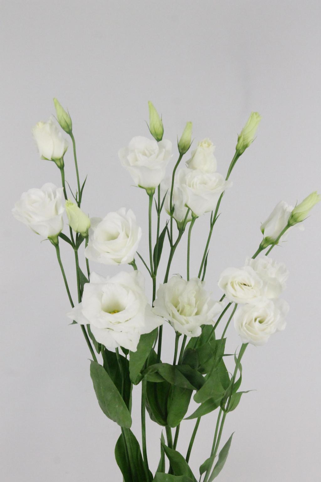 LISIANTHUS ARENA GIANT WHITE 70CM