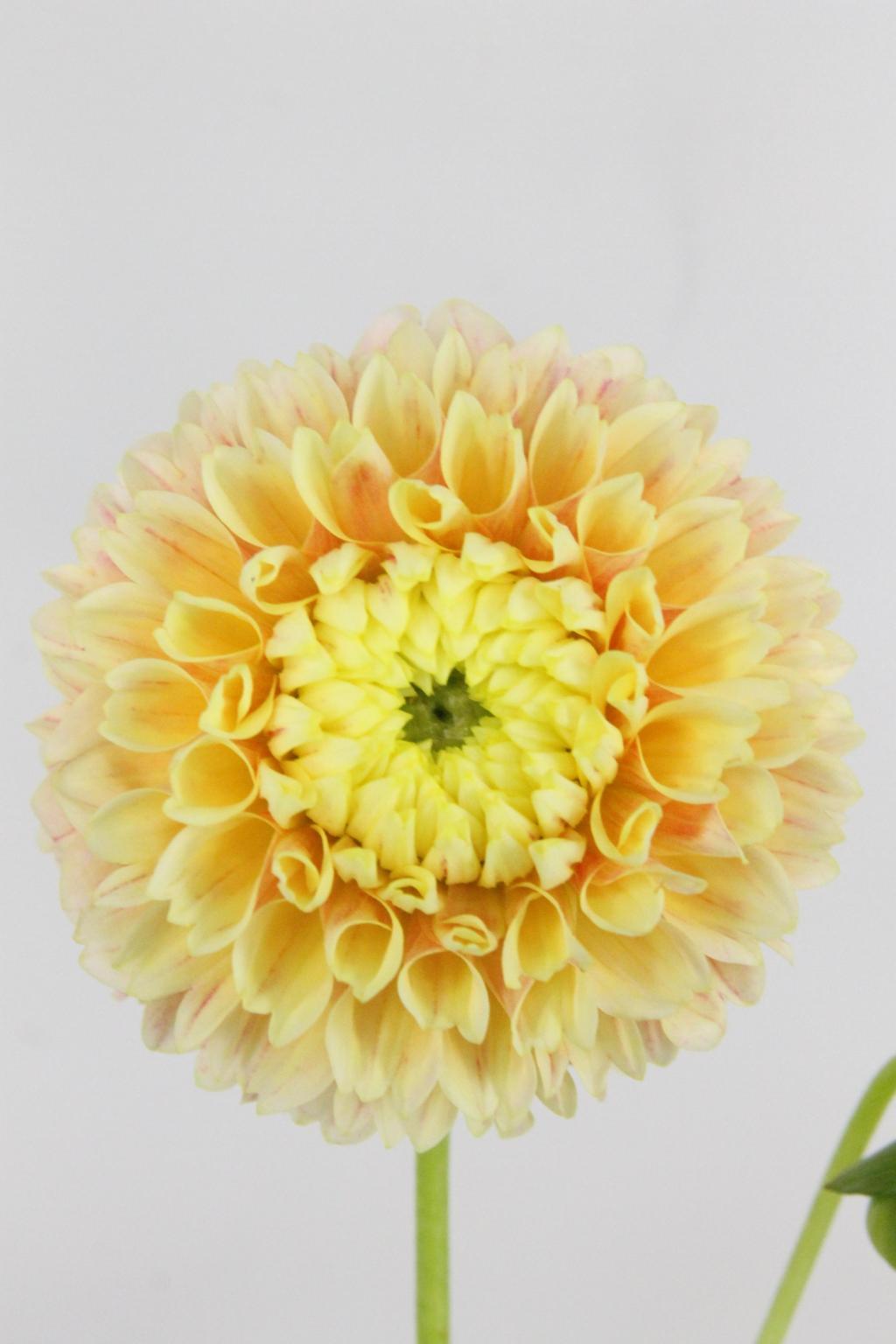 DAHLIA SWEET SUZANNE 55CM