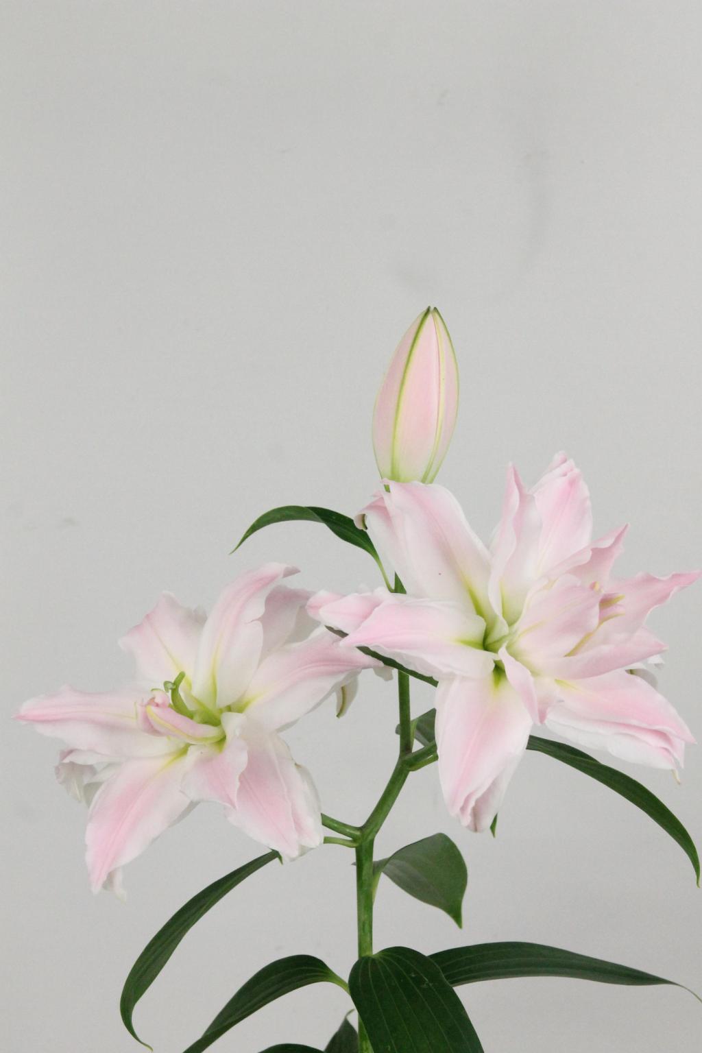 LYS OR DU AMISTAD 21FL 85CM 3 F+