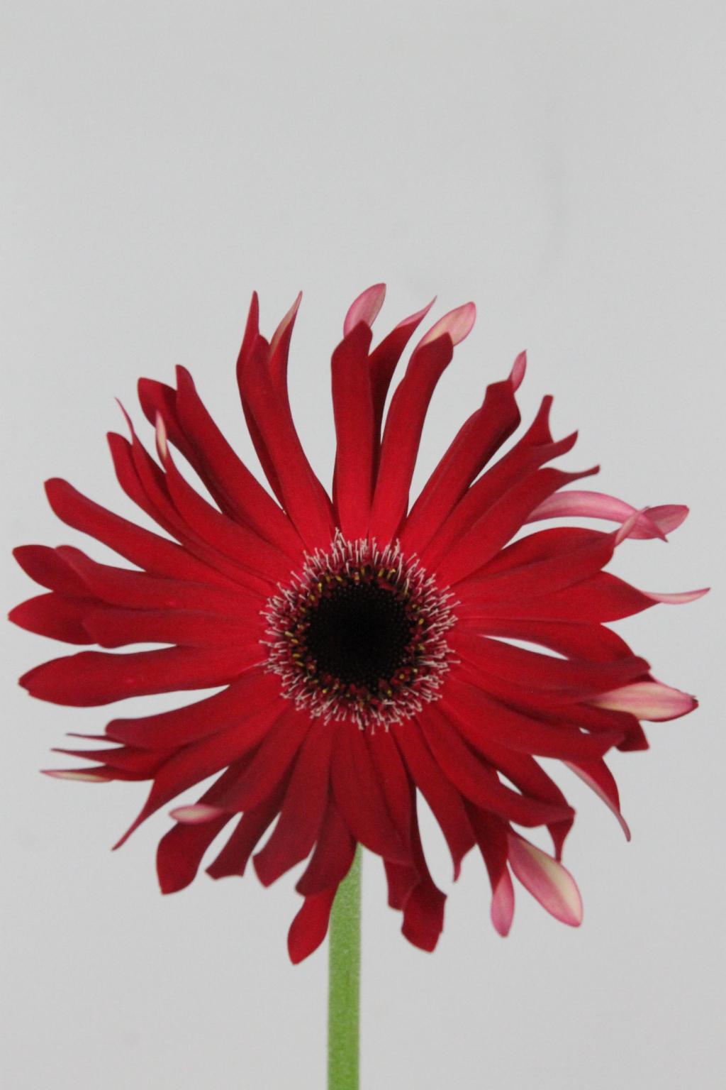 GERBERA PASTERA FOXY $$$
