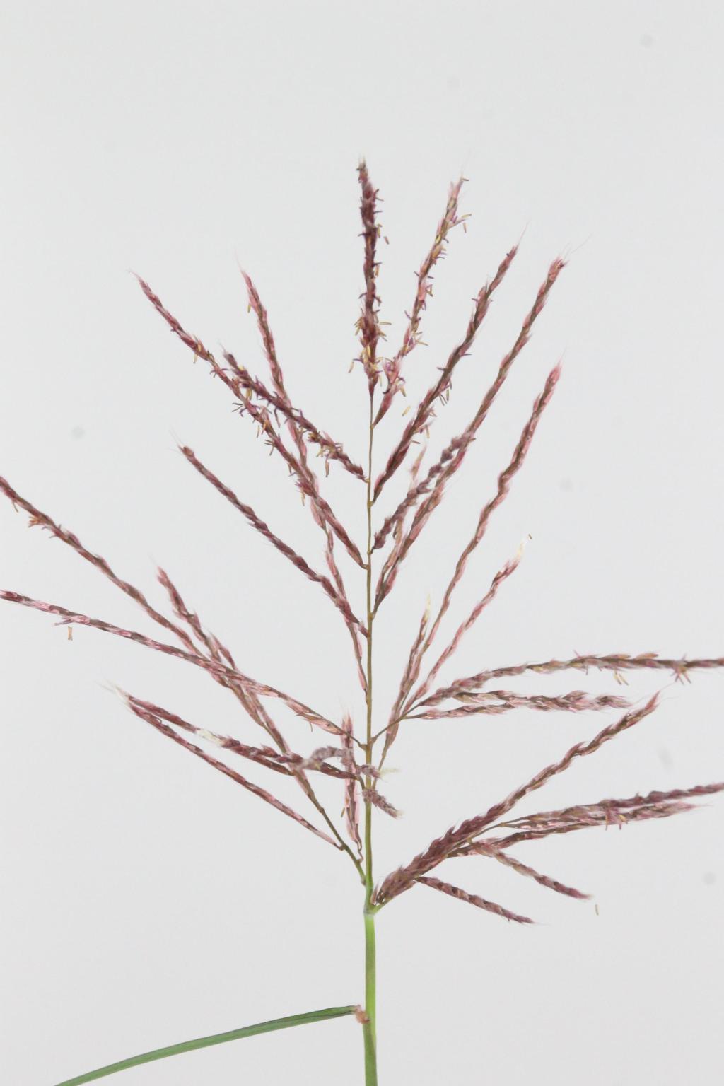 MISCANTHUS SINENSIS OV 130CM