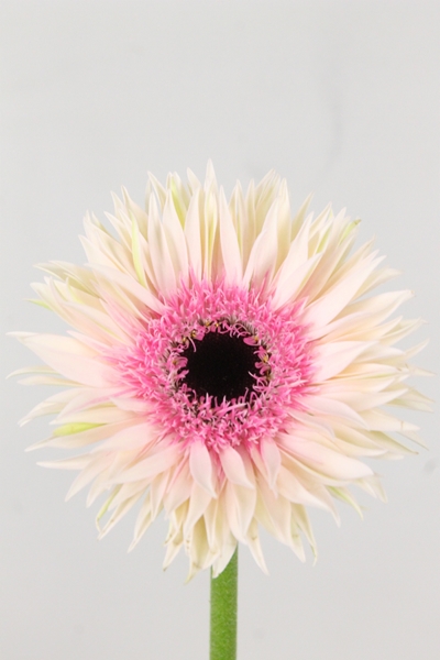 GERBERA PASTERA ROSATA