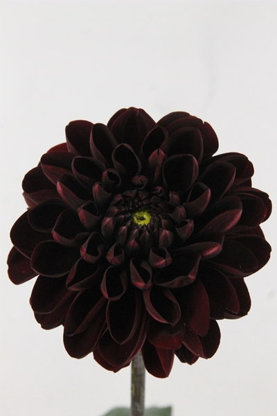 DAHLIA MANOA 60CM