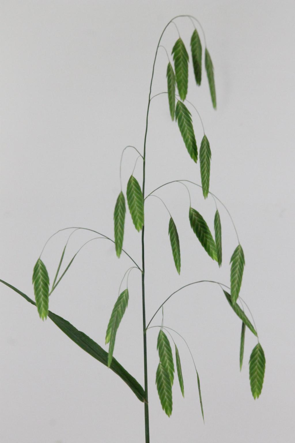 CHASMANTIUM LATIFOL MANTIS 80CM