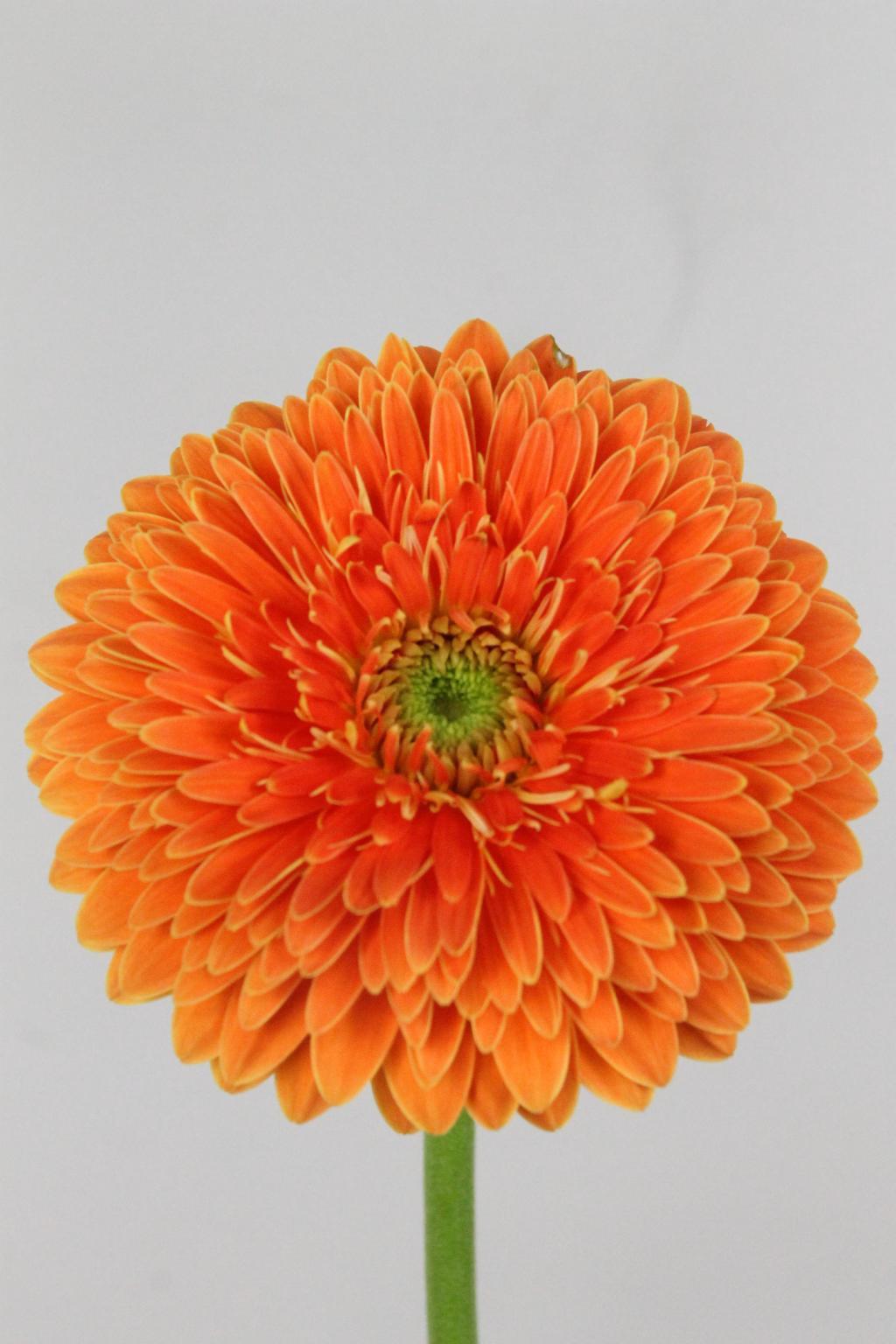 GERBERA BIG DATA 50CM