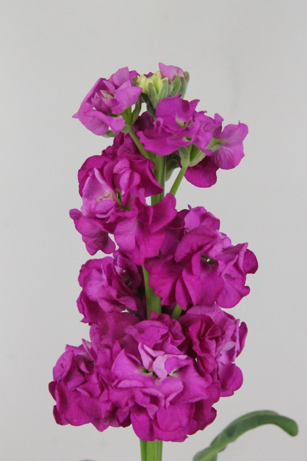 GIROFLEE DEEP ROSE 58CM