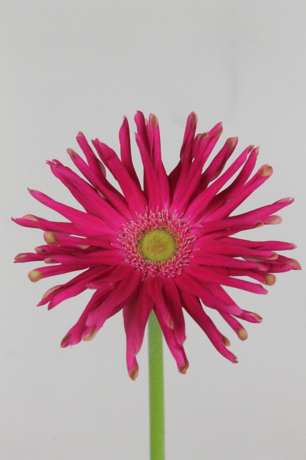 GERBERA PASTERINI ARONA