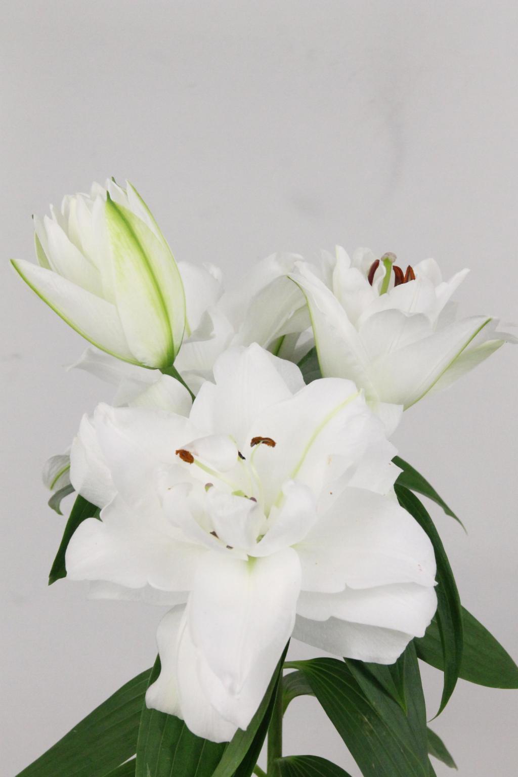 LYS OR DU CHARDONNAY 41FL 85CM 4 F+
