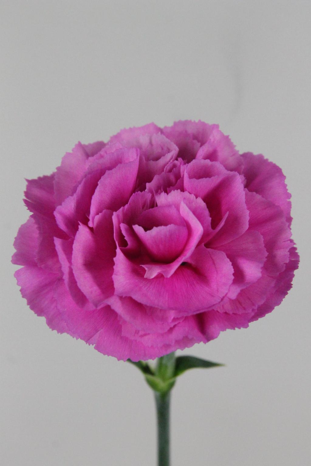 OEILLET HAIKU 70CM CO