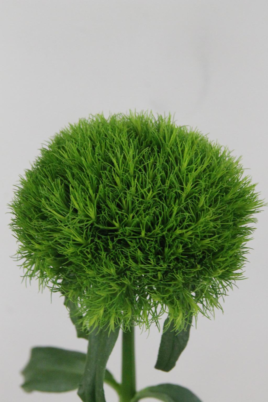 OEILLET DE POETE KIWI COOL 55CM