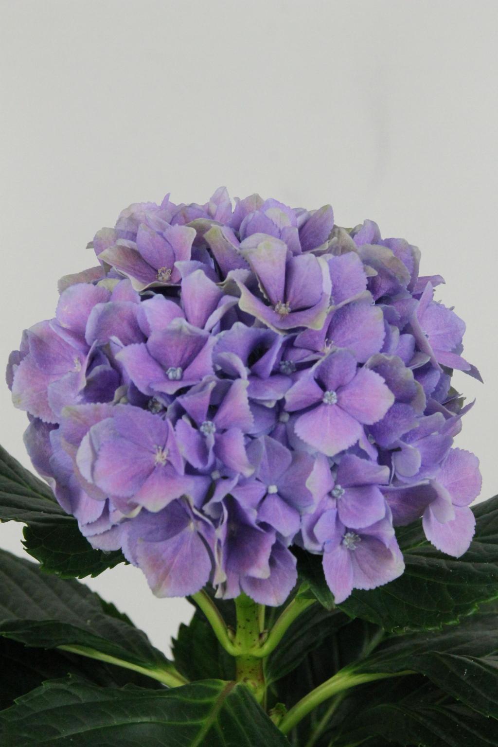 HORT. ROYAL BENEFIT 80CM