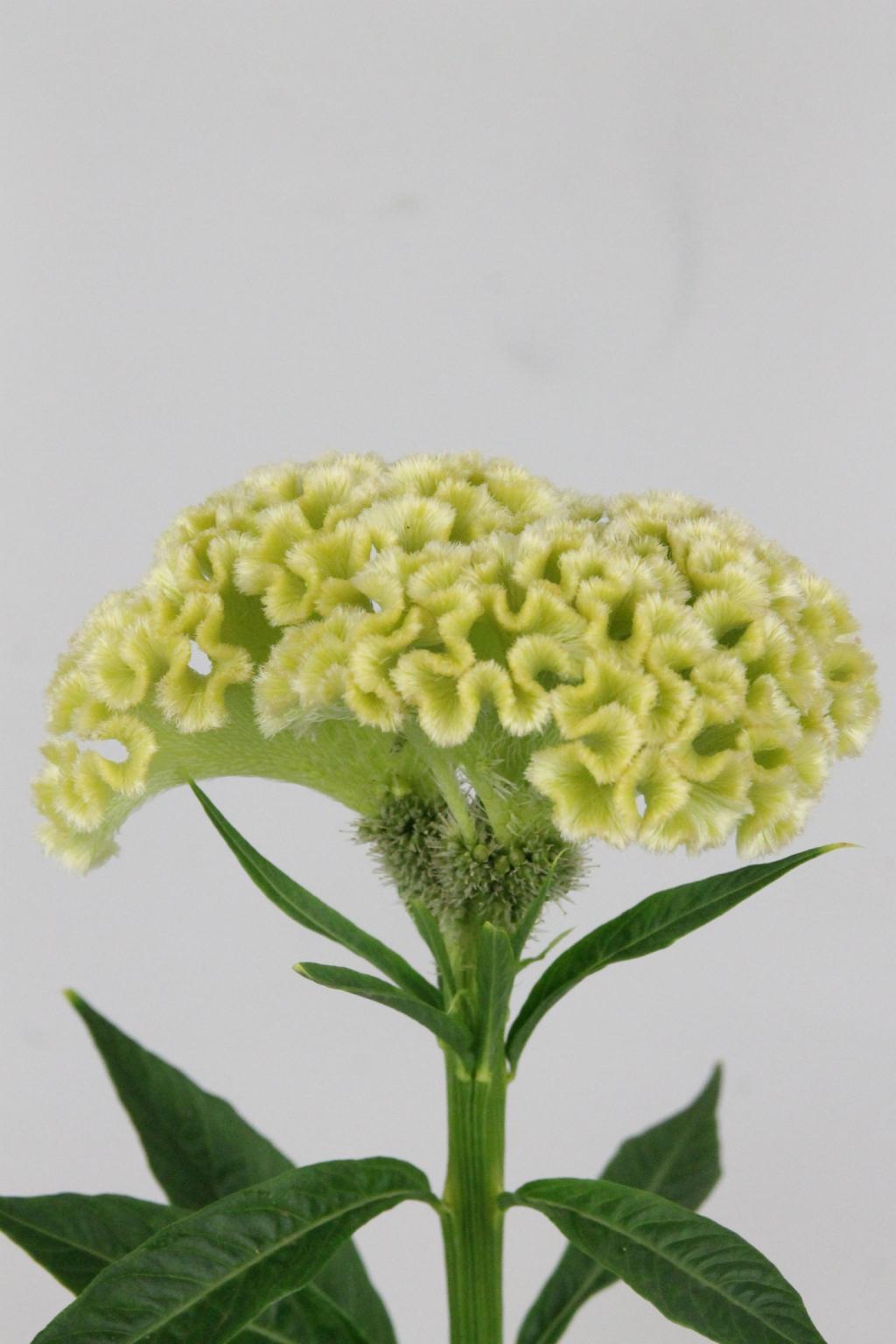 CELOSIE FROSEN 75CM