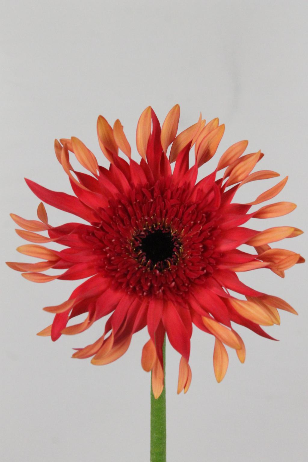 GERBERA PASTERA FOXY