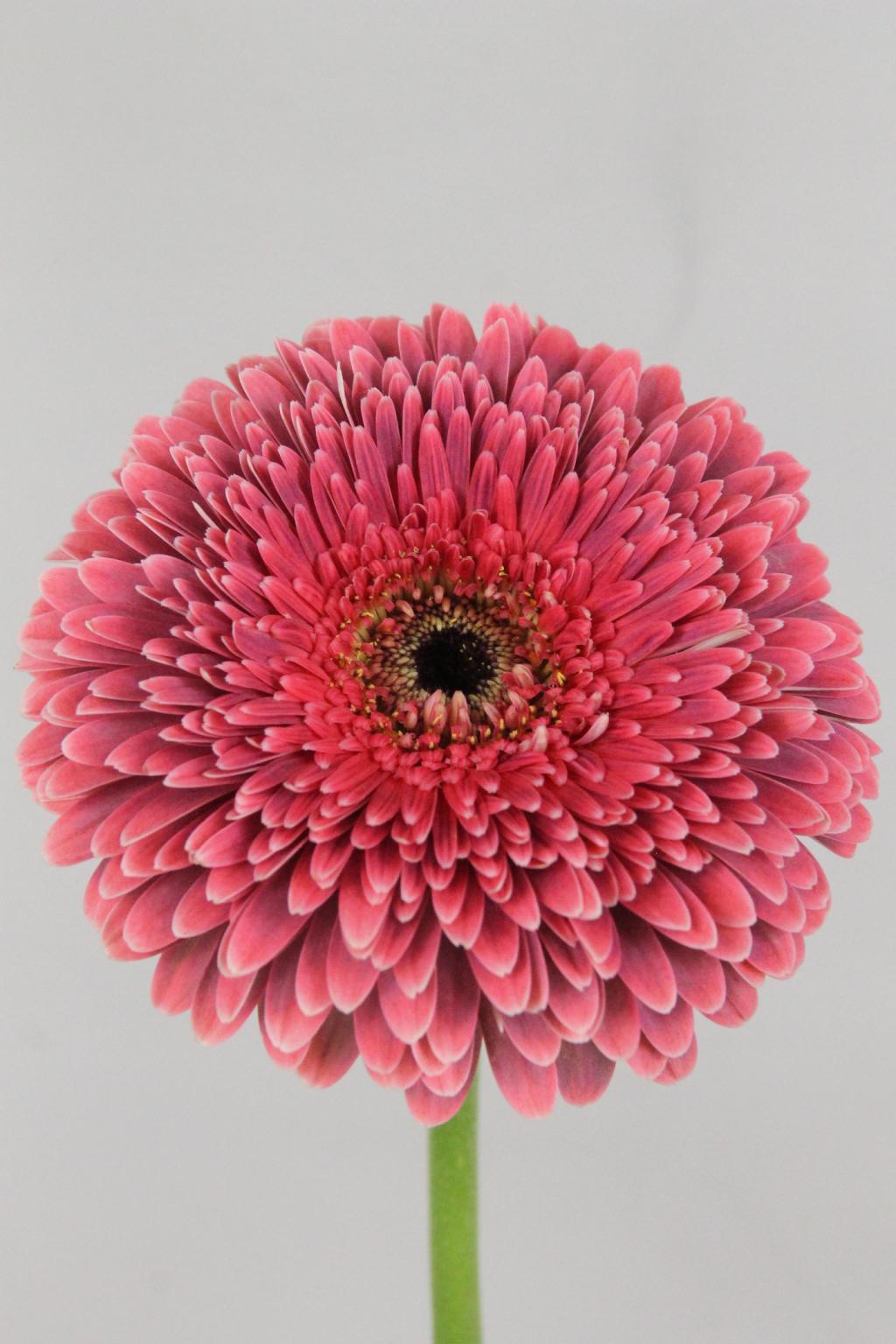 GERBERA BIG DATA