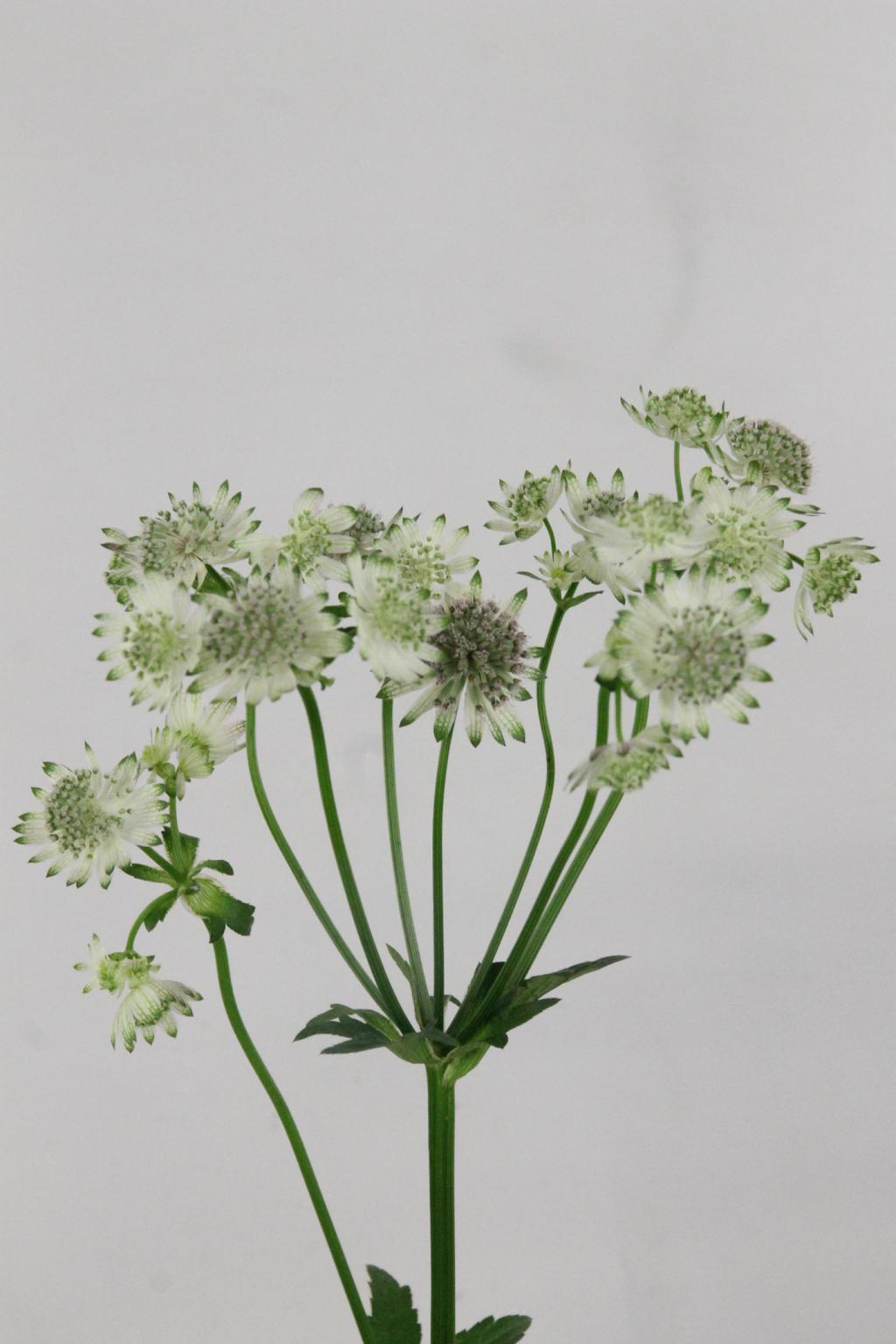 ASTRANTIA BILLION STAR XL 60CM