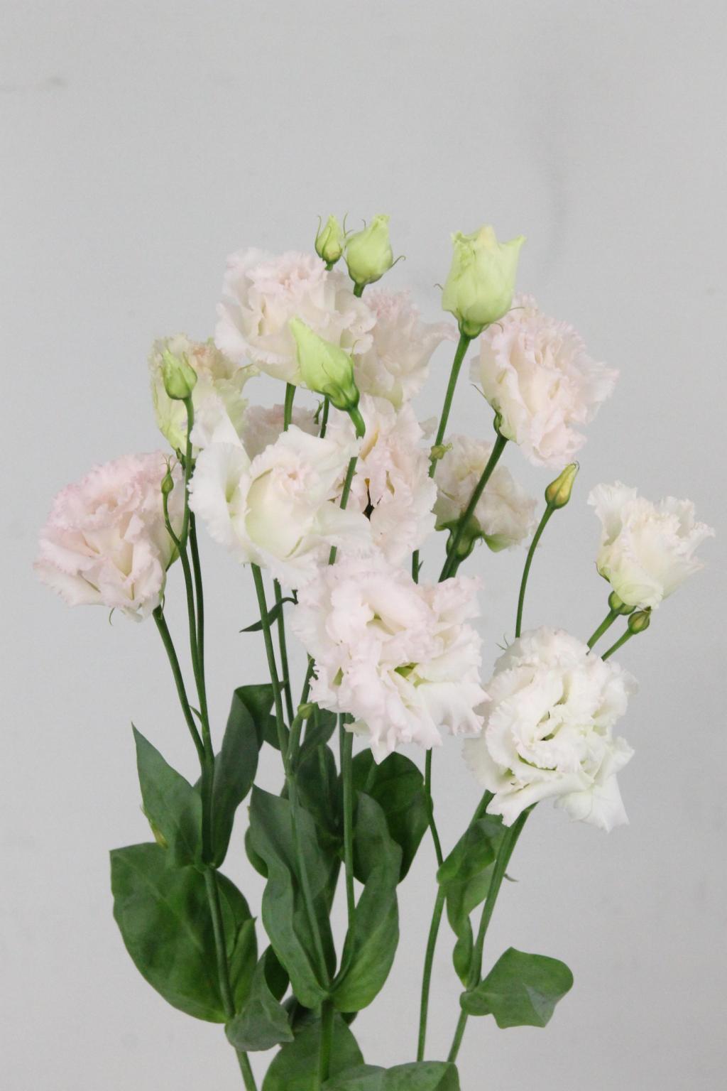 LISIANTHUS CHAC WED PINK 70CM