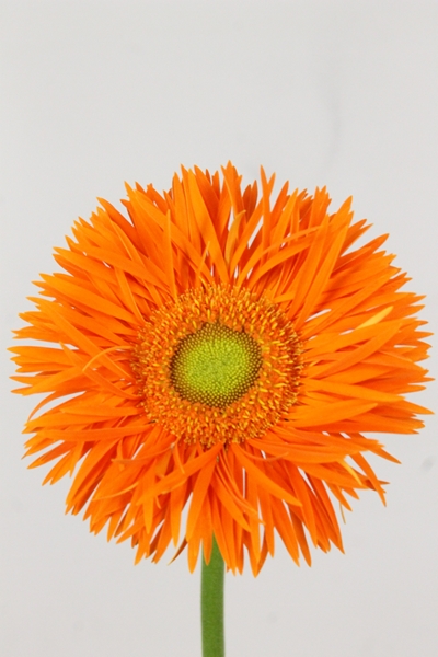 GERBERA SPIDER YARI
