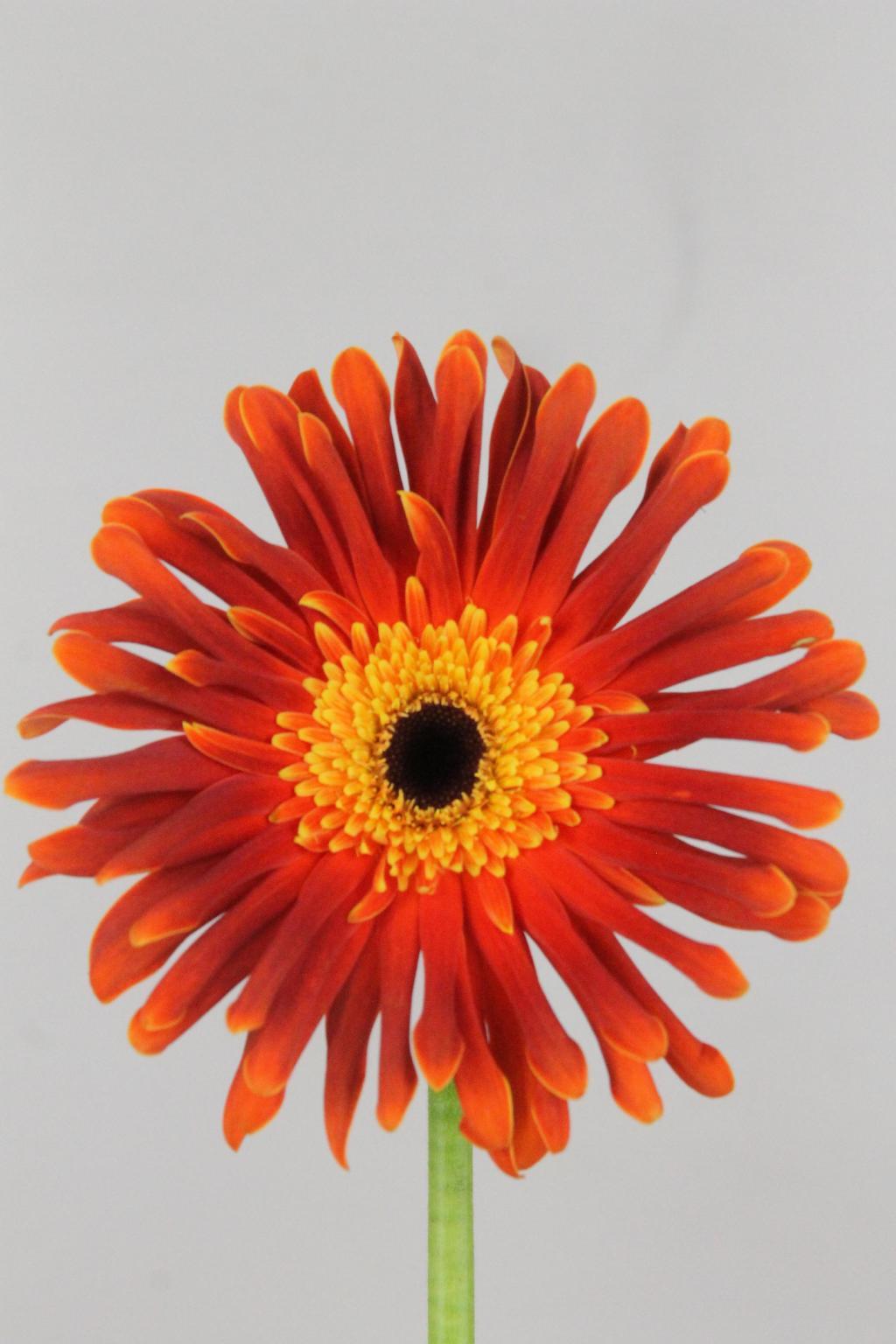 GERBERA OEILLET MAGGIO 50CM