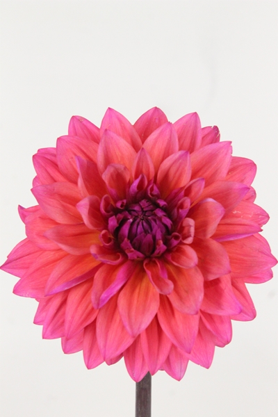 DAHLIA FELINE YVONNE 60CM