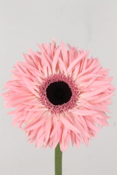 GERBERA CARTIZZE 60CM