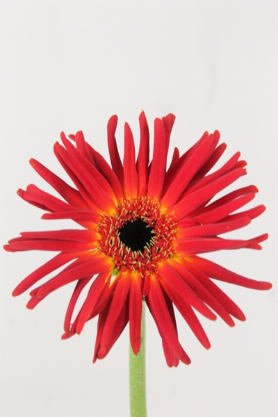 GERBERA PASTERINI SOIREE 50CM