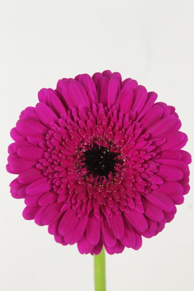 GERMINI AQUA X20 BRIDAL KIMSEY 50CM