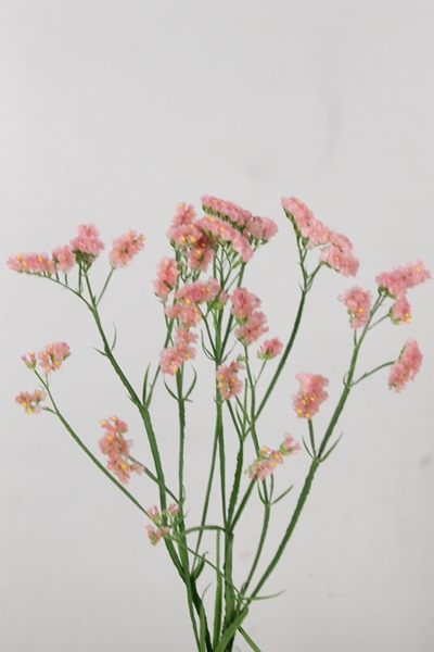 LIMONIUM EMMA PEACH 80CM