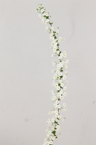 SPIREE PRUN PLENA 160CM