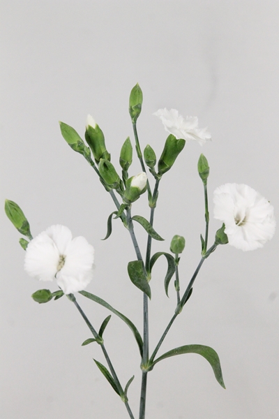OEILLET SOLOMIO LEX 60CM