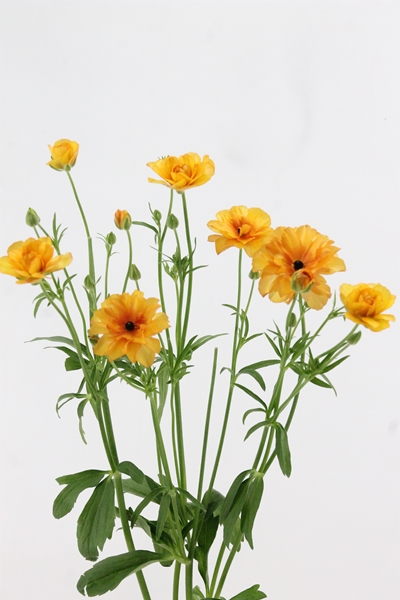 RAN BUTTERFLY PHOSPHORUS 70CM 70G