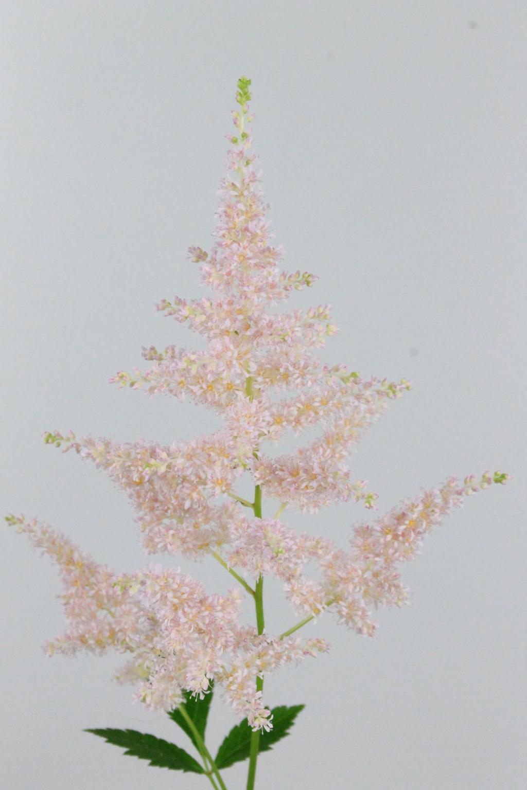 ASTILBE EUROPA 60CM