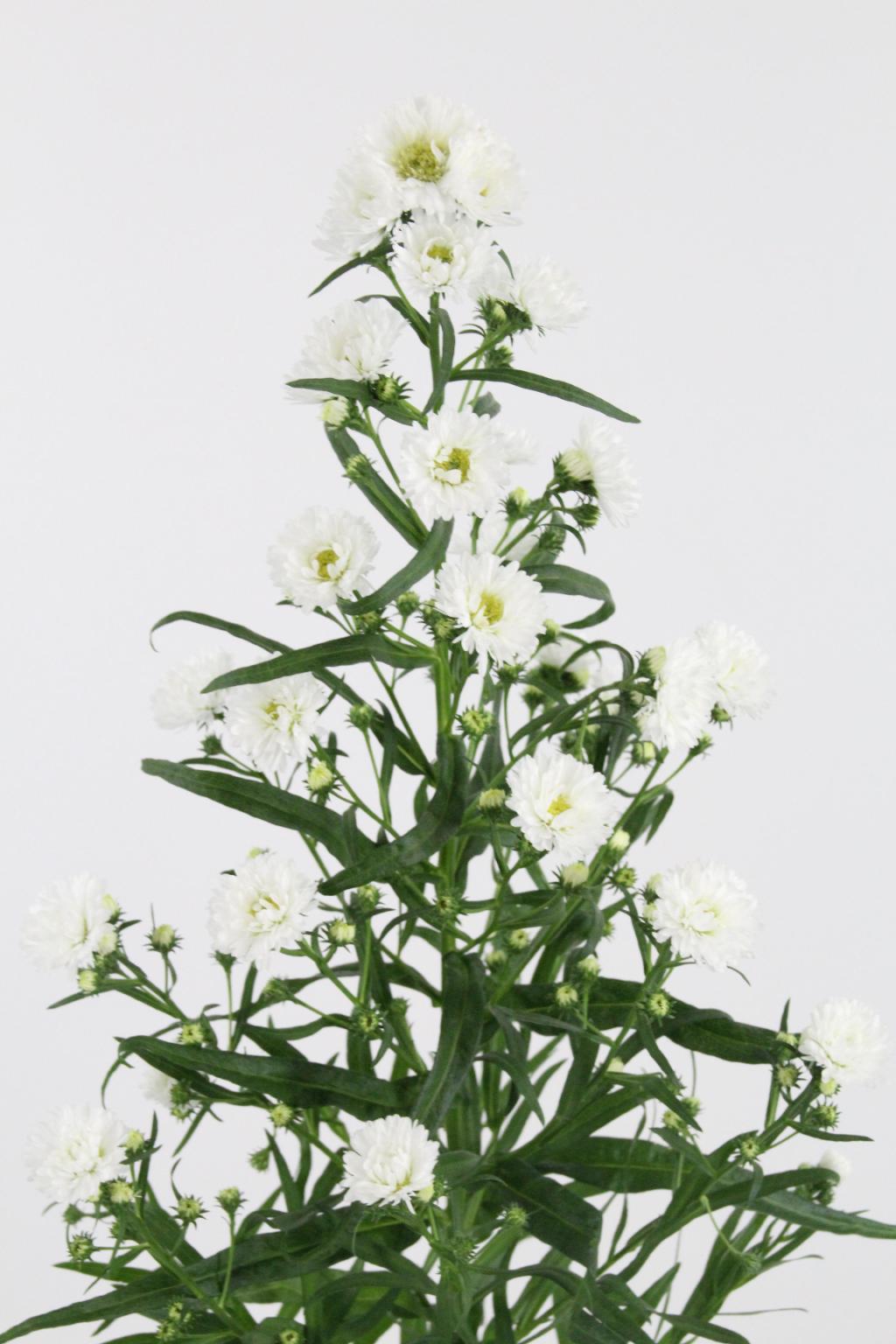 ASTER CASSY 80CM