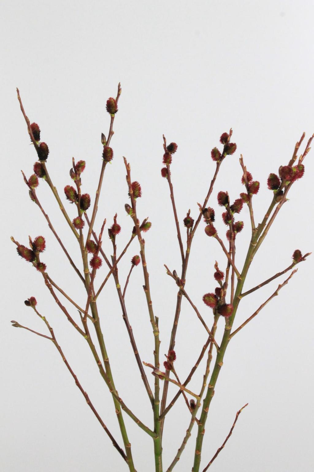 SALIX MELANOSTACHYS 120CM