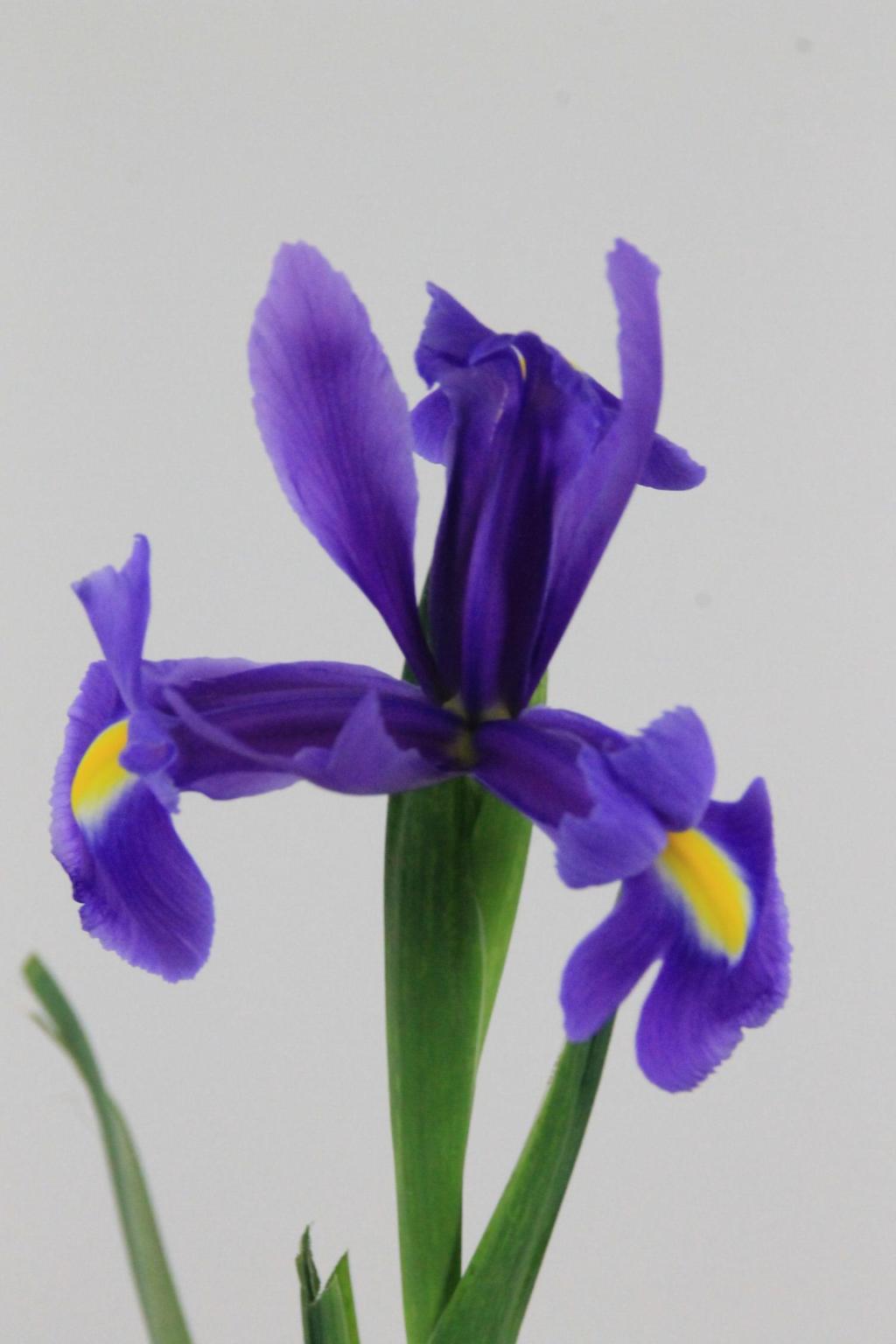 IRIS BLUE MAGIC 62CM