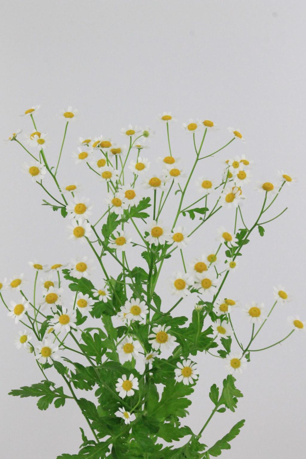 CAMOMILLE SINGLE VEGMO X25 60CM