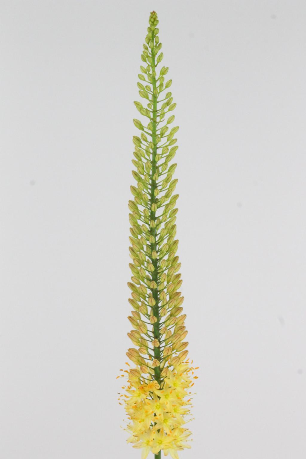 EREMURUS RUMBA 125CM