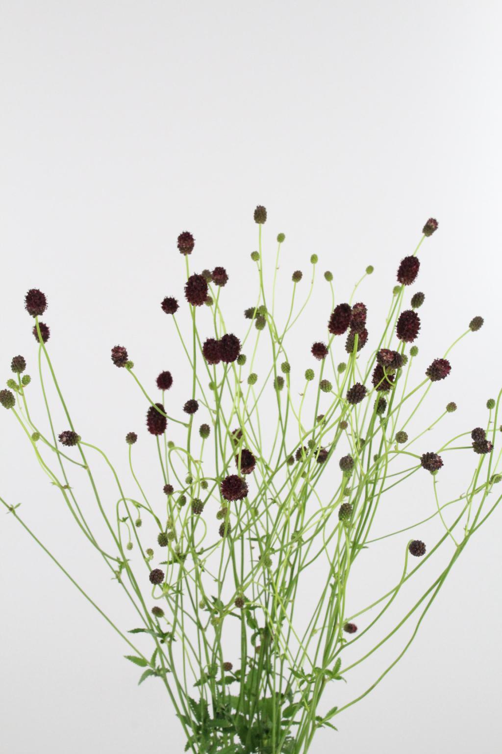 SANGUISORBA OFFICINALIS 100CM