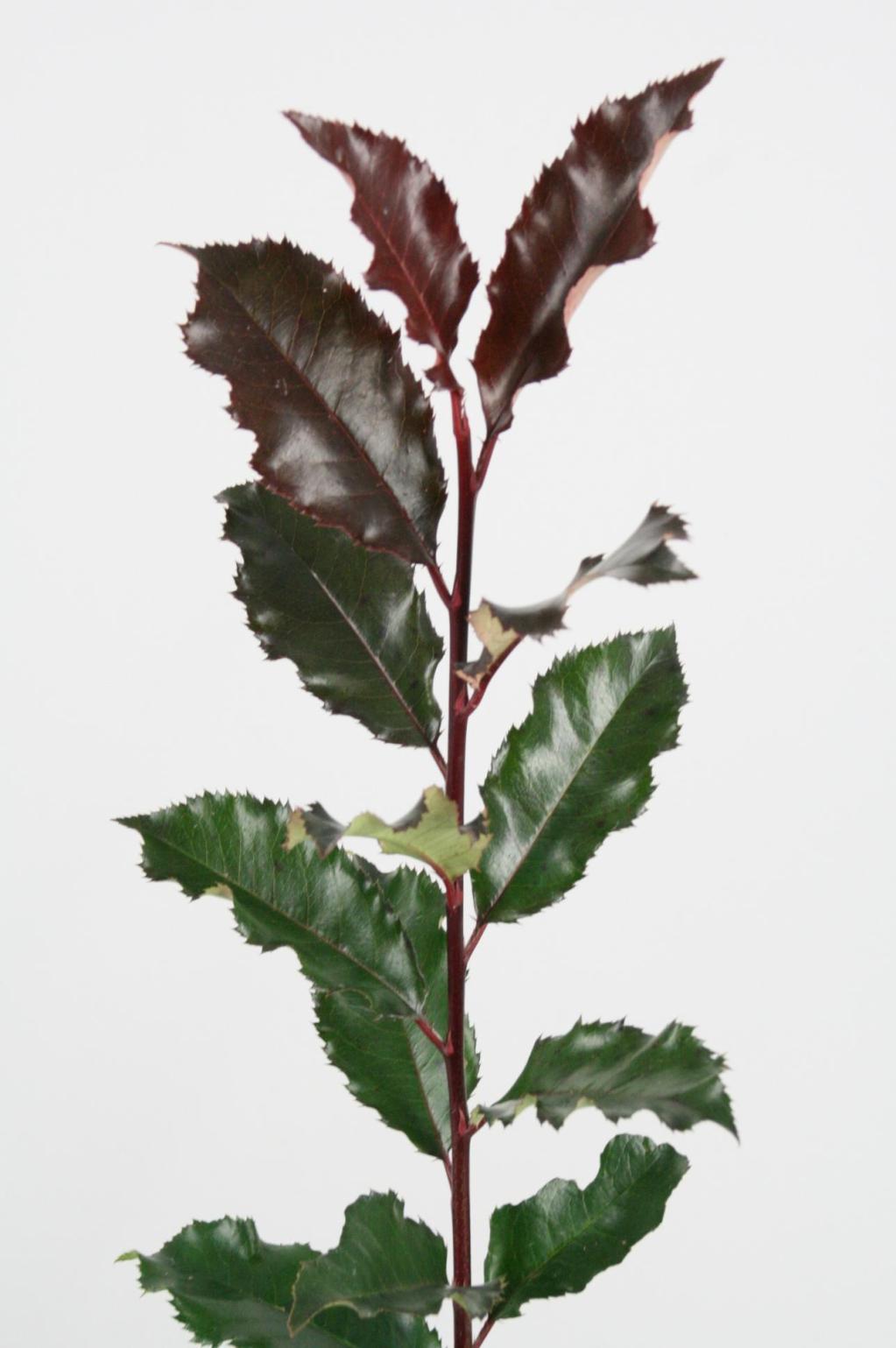 PHOTINIA CURLY FANTASY 70CM