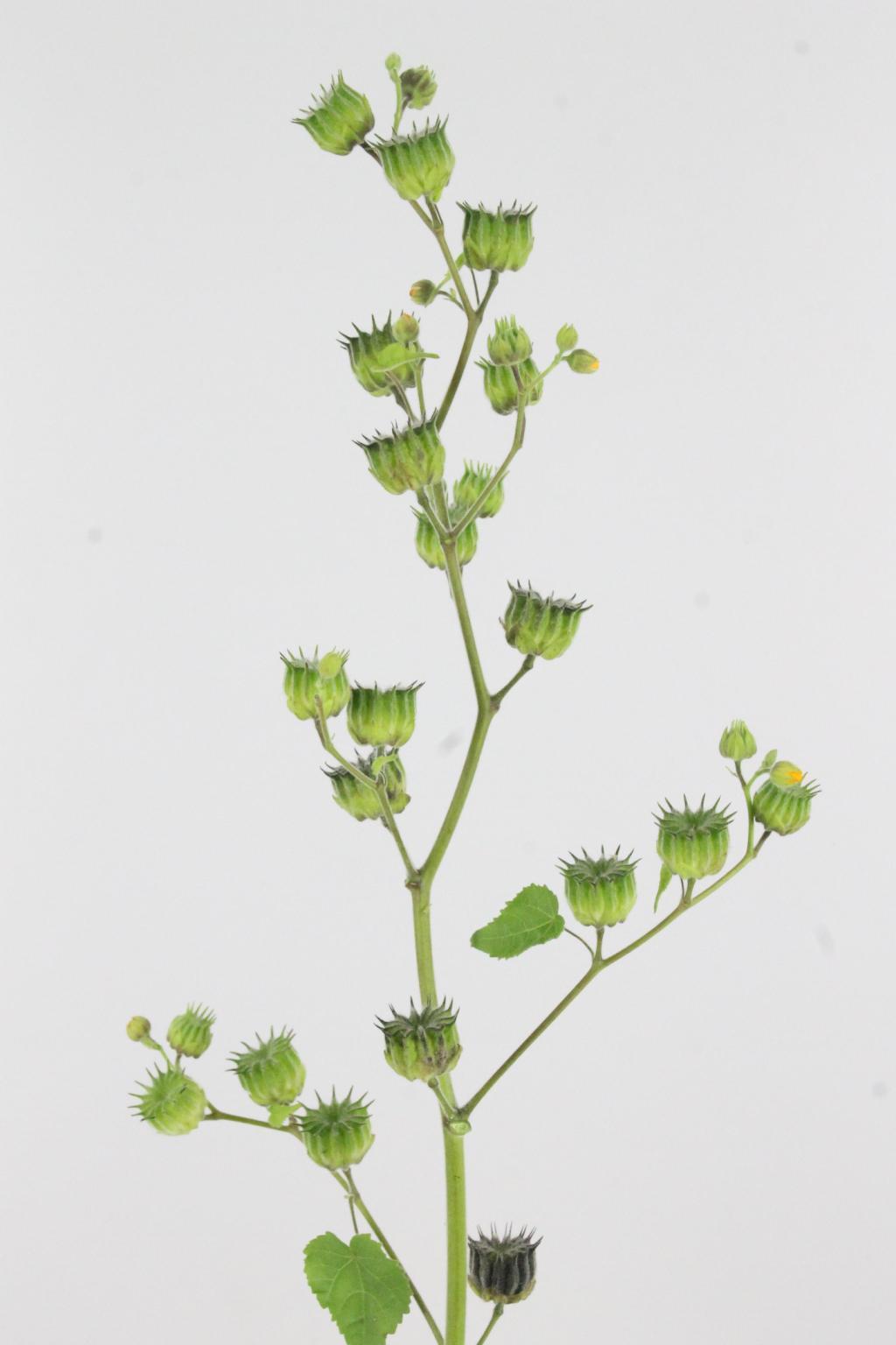 LAVATERA 110CM