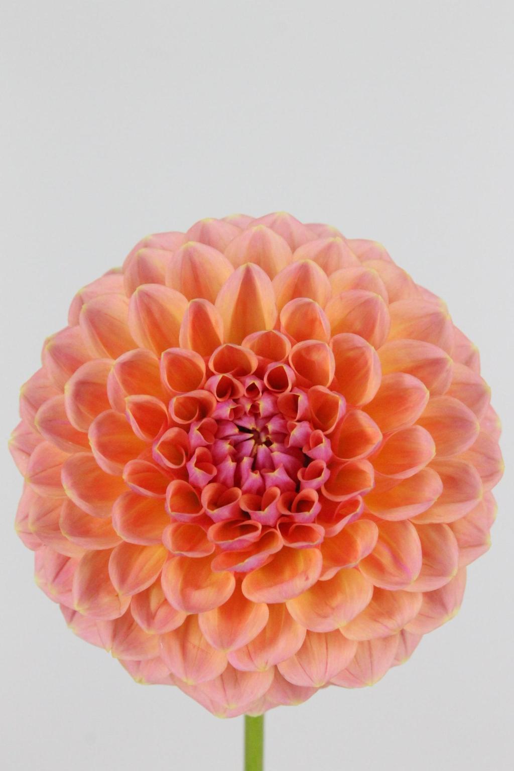 DAHLIA LINDA'S BABY 60CM