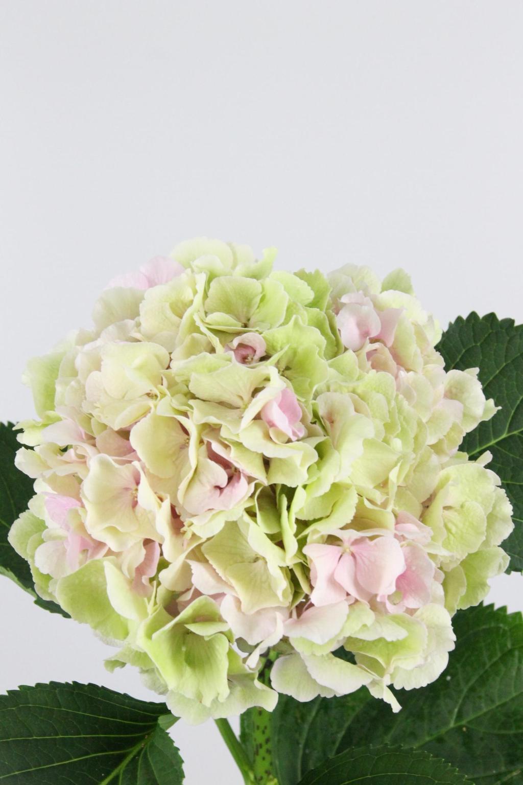 HORT. CHAMPAGNE 60 $$$