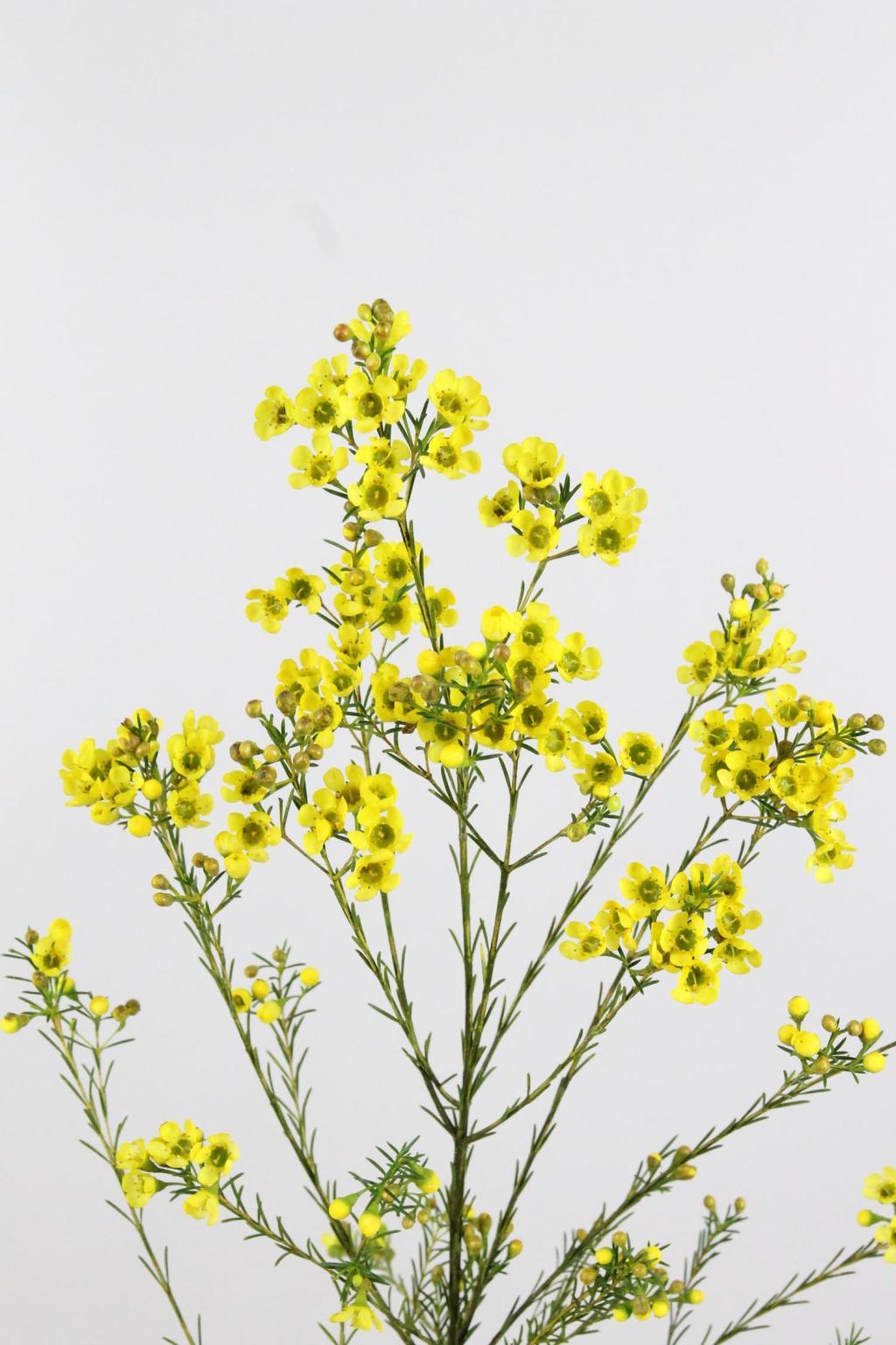 WAX ROMI ROSE KLB JAUNE 60CM