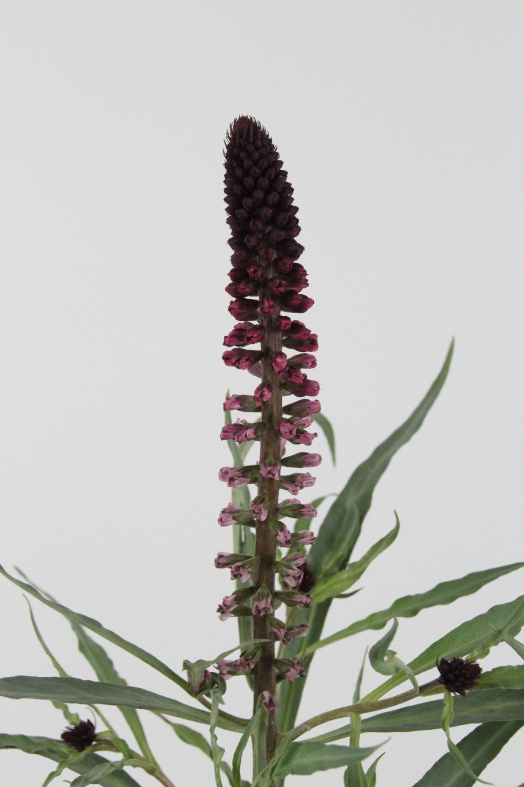 LYSIMACHIA ATROPURPUREA 75CM