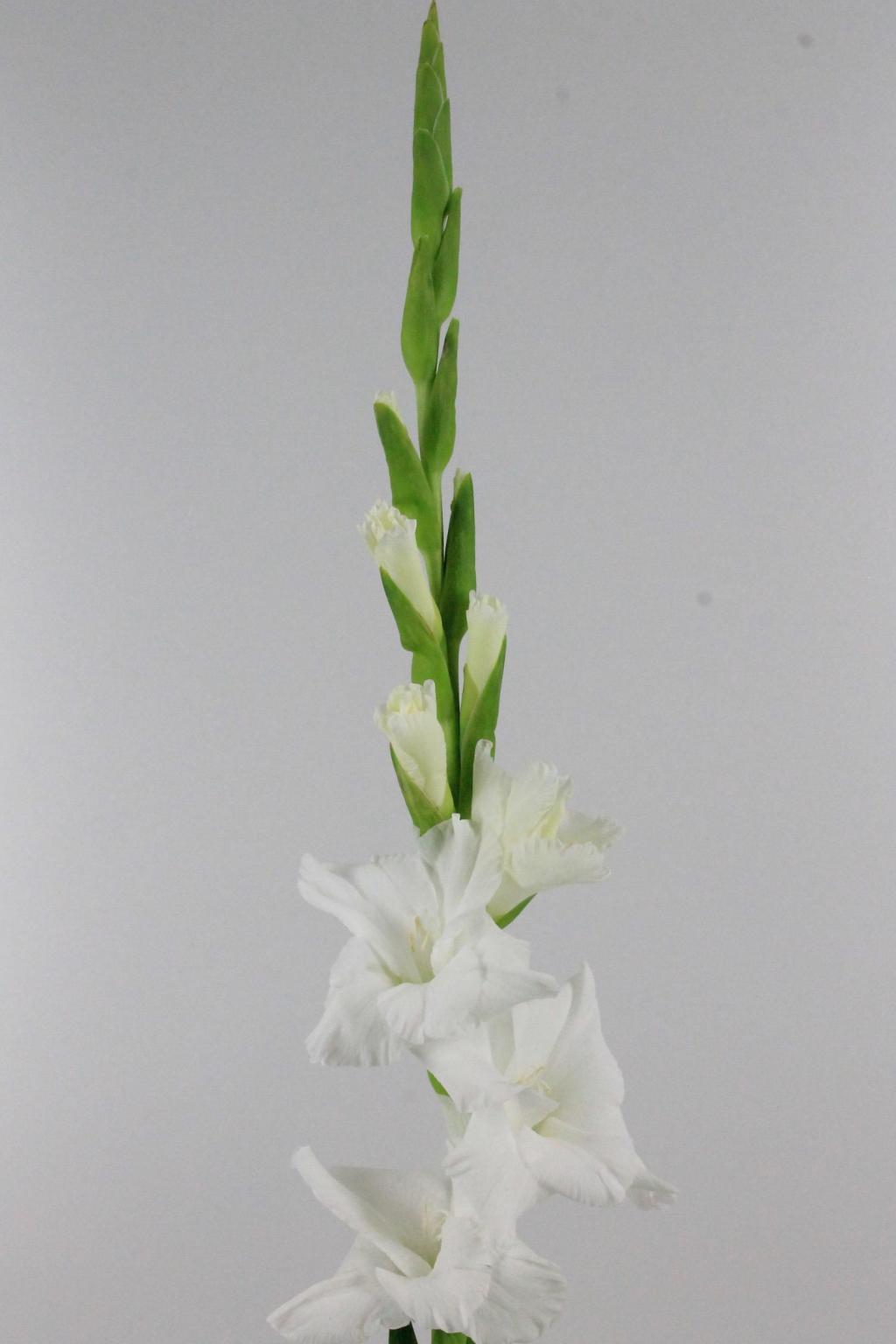 GLAIEUL ESSENTIAL 120CM