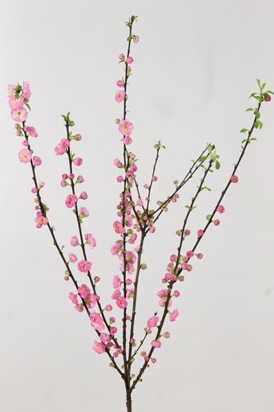 PRUNUS TRILOBA VERTAKT 120CM